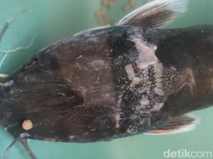 Ada Gambar Garuda di Kepala Lele Bermulut Dua yang Ditemukan Warga Jember Ada Gambar Garuda di Kepala Lele Bermulut Dua yang Ditemukan Warga Jember