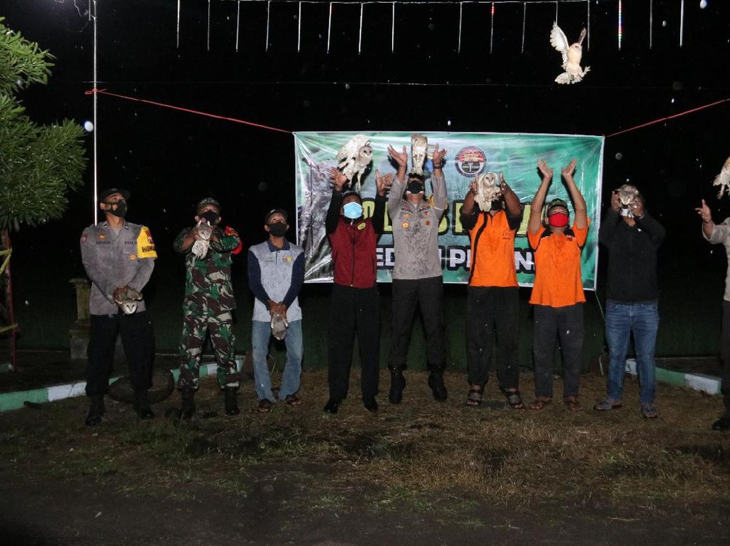 Polisi Lepas Burung Hantu Bantu Petani Ngawi Perangi Hama Tikus Polisi Lepas Burung Hantu Bantu Petani Ngawi Perangi Hama Tikus