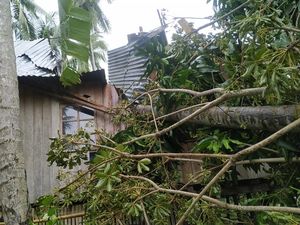 Rumah Warga di Polman Rusak Tertimpa Pohon Tumbang, Tak Ada Korban