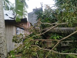 Rumah Warga di Polman Rusak Tertimpa Pohon Tumbang, Tak Ada Korban