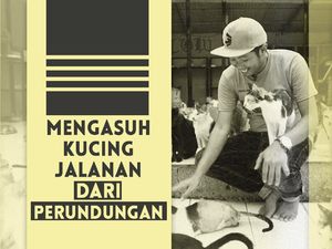 Bimbim CLOW Sosok Penolong Ratusan Kucing Jalanan Terlantar