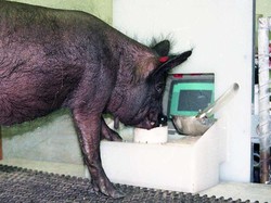 Deretan Bukti Babi Punya Kecerdasan Kognitif Tinggi