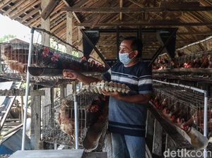 Harga Telur Ayam Anjlok, Pakar IPB Sarankan Solusi Ini