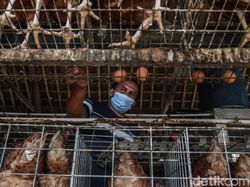 Mau Jadi Peternak Ayam Petelur? Kenali Tantangannya