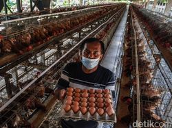 Ini Sukarman, Pensiunan Guru yang Sukses Jadi Peternak Ayam Petelur