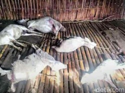 Lagi, 11 Kambing Warga Bondowoso Mati Misterius