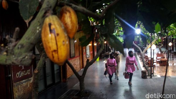 Kampung Coklat Ini Ada di Blitar Lho Gaes