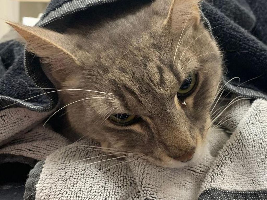 Sedih, Kucing Ini Mati Demi Lindungi Anak dari Gigitan Ular Berbisa Sedih, Kucing Ini Mati Demi Lindungi Anak dari Gigitan Ular Berbisa