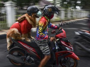 Jangan Mau Kalah, Anjing Pintar ini Taat Protokol Kesehatan Lho