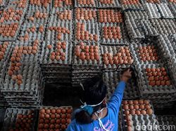 Asal Muasal Blitar Dikenal Sebagai Sentra Peternakan Ayam Petelur