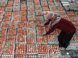 Rahasia Koperasi di Blitar Bisa Pasok 200 Ton Telur ke Penjuru Negeri