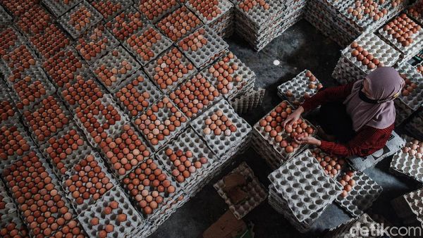 Intip Pengemasan Telur di Blitar Tidak Pernah Sepi Meski Pandemi