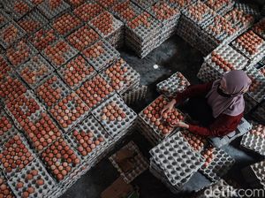 Intip Pengemasan Telur di Blitar Tidak Pernah Sepi Meski Pandemi Intip Pengemasan Telur di Blitar Tidak Pernah Sepi Meski Pandemi
