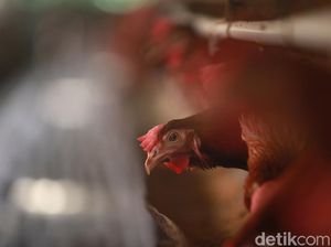 Beberapa Hewan Punya Sistem Imun yang Lebih Tangguh