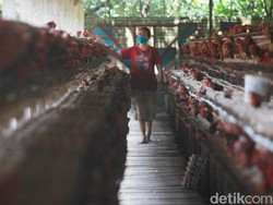 Harga Telur Anjlok, Peternak Ayam Menjerit