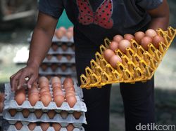 Harga Jagung Mahal Bikin Rugi, Peternak Bicara Nasib Harga Telur