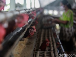Mana Lebih Menguntungkan, Ternak Ayam Petelur atau Pedaging?