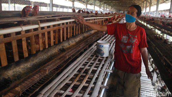 Melihat Primadona Masyarakat Blitar Ternak Ayam Petelur