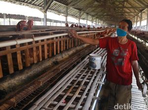 Melihat Primadona Masyarakat Blitar Ternak Ayam Petelur