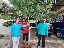 Pemkab Karanganyar Patenkan Singkong Jarak Towo dan Kopi Karanganyar Lawu