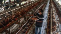 Proyek Hilirisasi Industri Ayam Dimulai, Peternak Raup Pendapatan Segini