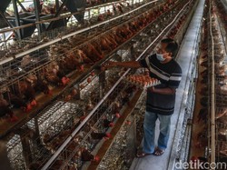 Peternak Ayam Menjerit, Kementan-Kemendag Malah Kisruh soal Data