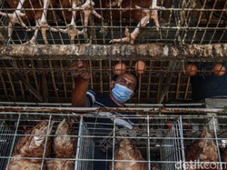 Dear Peternak Ayam, Pakai Teknologi Pakan Ini Biar Hemat Belasan Juta