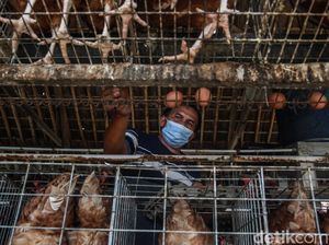 Dear Peternak Ayam, Pakai Teknologi Pakan Ini Biar Hemat Belasan Juta Dear Peternak Ayam, Pakai Teknologi Pakan Ini Biar Hemat Belasan Juta