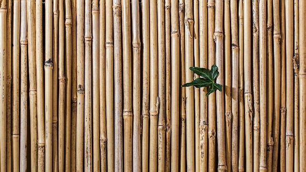 Tanaman Bambu  (Steve Buissinne from Pixabay)