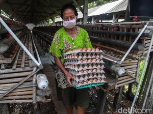 Syarief Hasan Minta Pemerintah Cari Solusi Stabilkan Harga Telur Syarief Hasan Minta Pemerintah Cari Solusi Stabilkan Harga Telur