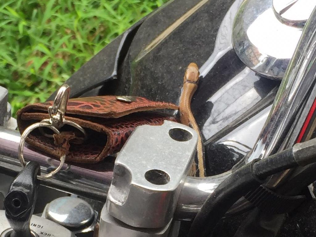 Hiii...Ular Ini Tiba-tiba Keluar dari Tangki Motor Hiii...Ular Ini Tiba-tiba Keluar dari Tangki Motor