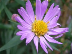 Gambar Bunga di Wikipedia Ini Mendadak Dilihat 90 Juta Kali Sehari