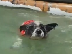 Kasihan, Anjing Gemas Ini Diserang Hiu Saat Main di Pantai