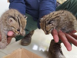 Dua Ekor Kucing Hutan Ditemukan Pencari Rumput di Lamongan