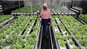 Pasang Surut Bisnis Budi Daya Hidroponik di Masa Pandemi