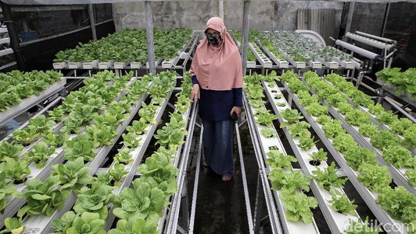 Pasang Surut Bisnis Budi Daya Hidroponik di Masa Pandemi