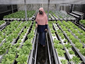 Pasang Surut Bisnis Budi Daya Hidroponik di Masa Pandemi