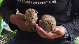 Penampakan 2 Kucing Hutan yang Bikin Geger Warga Lamongan