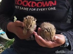 Penampakan 2 Kucing Hutan yang Bikin Geger Warga Lamongan