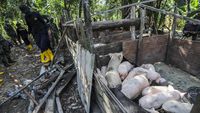 Tim Gabungan Amankan Belasan Peternakan Babi Ilegal di Batam