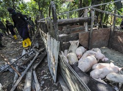Singapura Juga Setop Impor Daging Babi dari RI Gegara Flu Babi Afrika