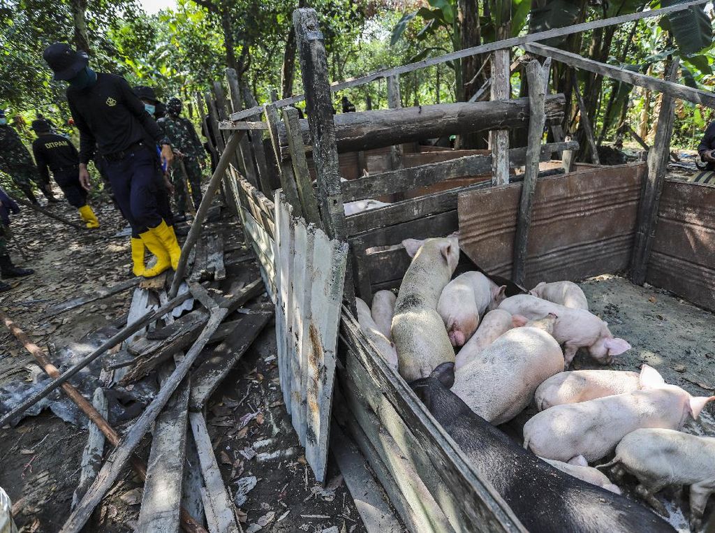 Tim Gabungan Amankan Belasan Peternakan Babi Ilegal di Batam Tim Gabungan Amankan Belasan Peternakan Babi Ilegal di Batam