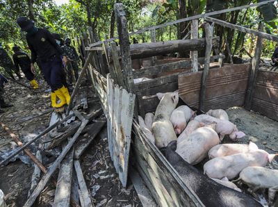 Tim Gabungan Amankan Belasan Peternakan Babi Ilegal di Batam