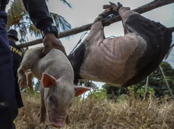 Kupang Bantah Babi Mati Mendadak di Flores Kiriman dari Bali