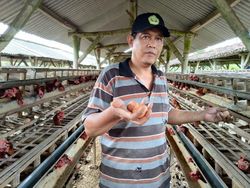 Hampir Gulung Tikar, Peternak Ayam Petelur Ini Napas Lagi Berkat KUR