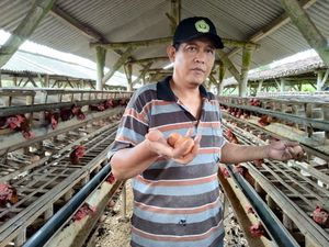 Hampir Gulung Tikar, Peternak Ayam Petelur Ini Napas Lagi Berkat KUR