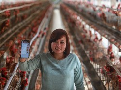 Tinggal Klik, Peternak Ayam Layer di Blitar Jual Telur Pakai Aplikasi