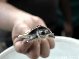 Polisi Amankan Belasan Satwa Dilindungi di Bantul