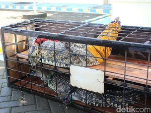 Penjual Buaya Muara Lewat Medsos Dibekuk Polisi di Yogyakarta