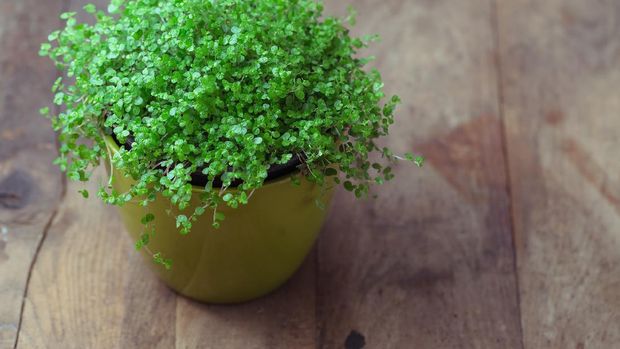 Soleirolia soleirolii (syn. Helxine soleirolii) or Baby's Tears plant in pot.